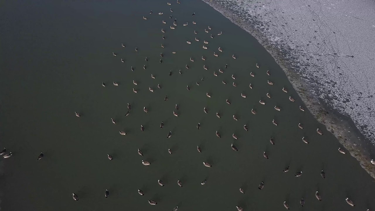 Birds in Winter  (Boat House; Forest Park, St. Louis, MO)