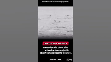 Crocodile Pretends to Drown to Lure Humans? Truth Behind Viral Footage! 🐊 #wildlife #shorts