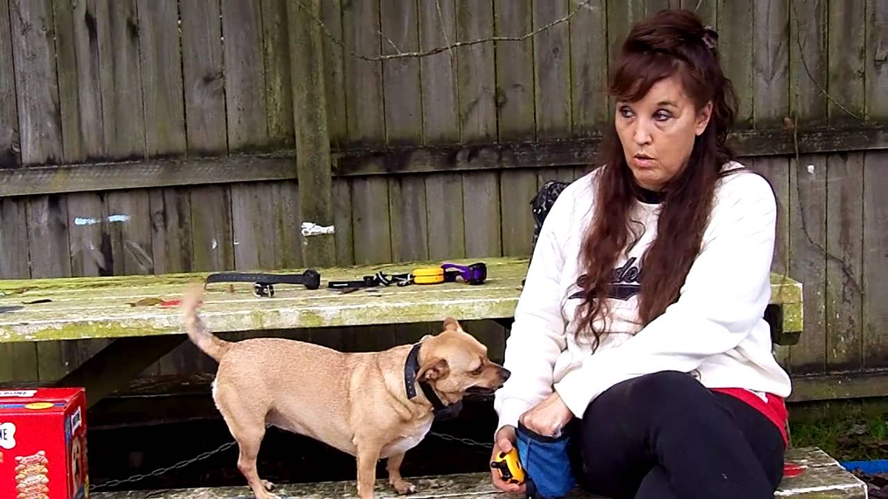 Einstein E Collar with Pager For Small Dogs YouTube