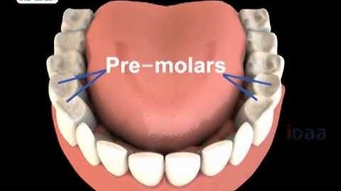 Teeth Structure for kids in science body parts - 3D