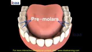 Teeth Structure for kids in science body parts - 3D