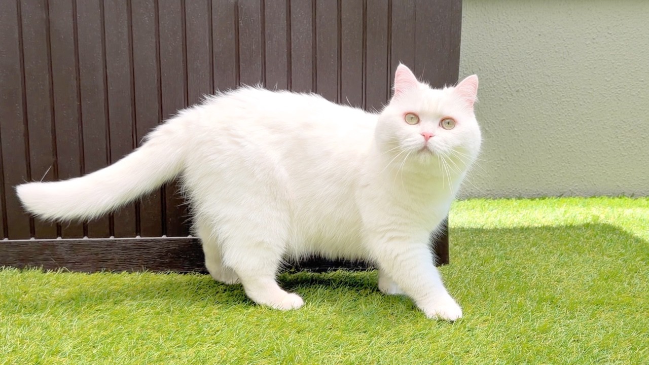 Watered the Garden to Beat the Heat… Got Stared at Like 