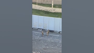 What does Egypt