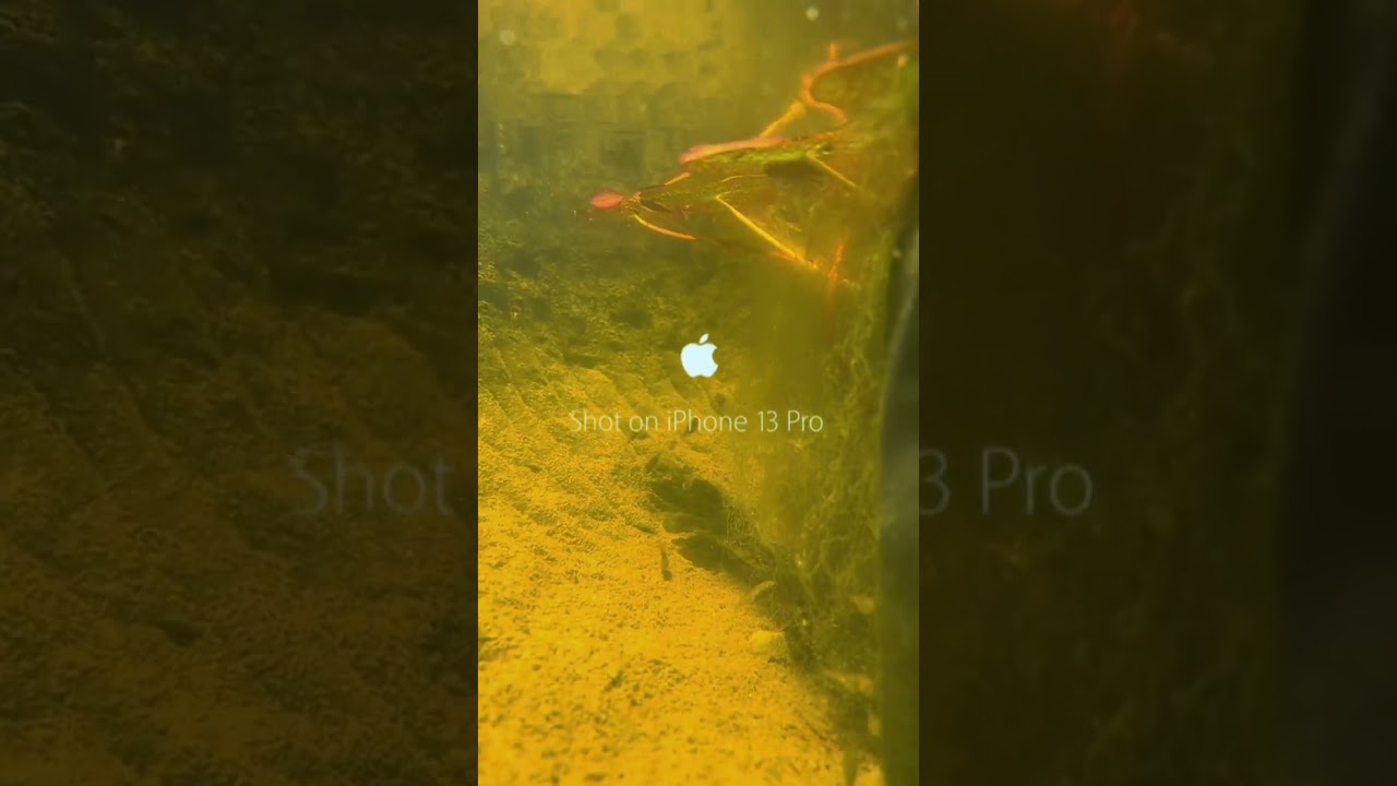 Dive into Innovation: iPhone 13 Underwater Review | Unveiling the Aquatic Marvel!
