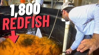 We Released 1,800 Redfish! Then I Caught Some...