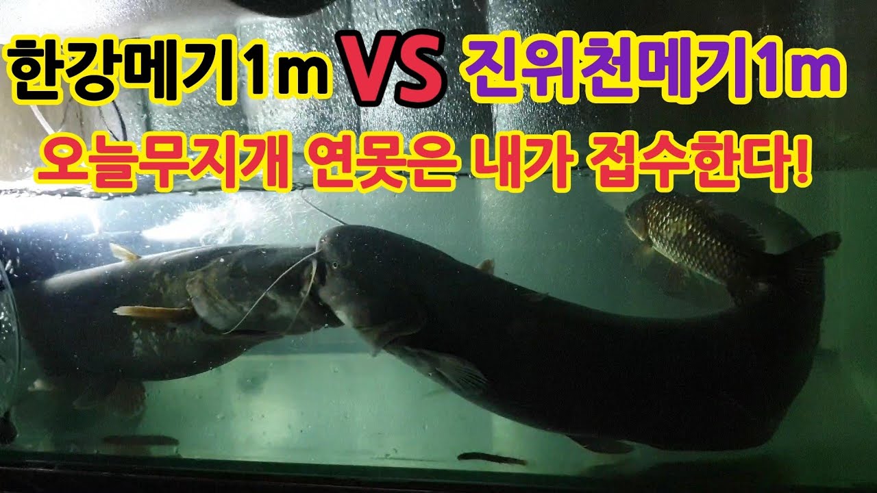 what is the lifespan of a catfish what is the lifespan of a catfish
