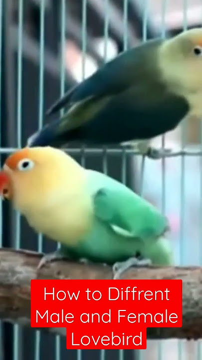 CORRECTLY ! HOW TO KNOW DIFFRENT MALE AND FEMALE LOVEBIRD #shorts #lovebird #malefemalelovebird