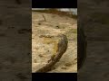 Army ants vs snake 