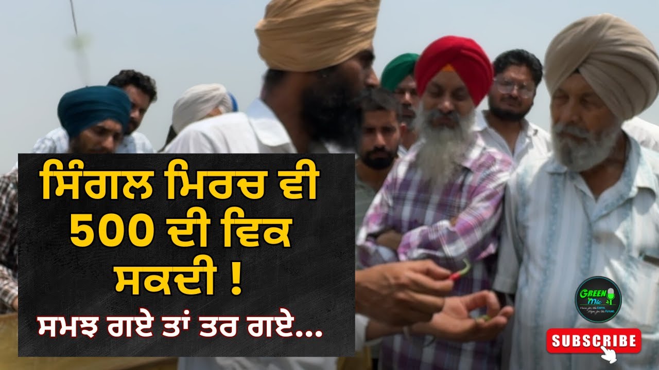 Seed pollination training: 500 ਰੁ. ਦੀ ਇੱਕ ਮਿਰਚ ਹੋ ਸਕਦੀ