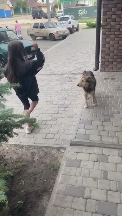собака🐶 - YouTube