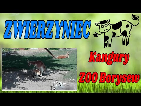 Kangury - ZOO Safari Borysew.