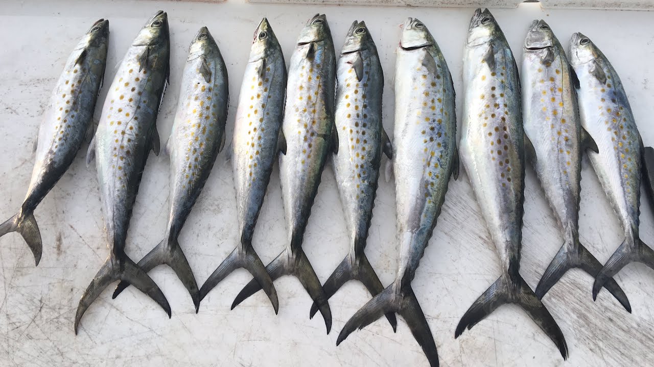 St. Andrews State Park Jetties Fishing Tips - State Parks