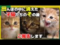 【神戸保護猫】田んぼの中に消えた子猫たちのその後をご報告します