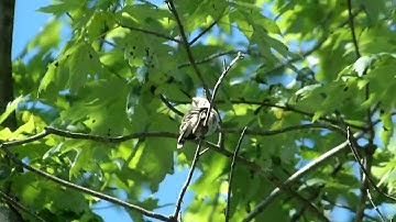 Ruby throated hummingbird perched on tree branch in Maryland