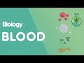 What Is Blood? | Cells | Biology | FuseSchool