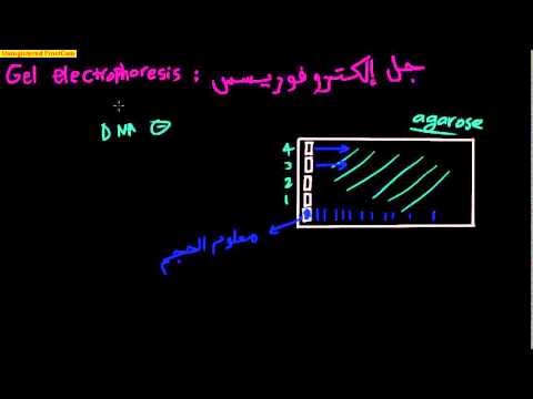 DNA gel elctrophoresis (Arabic) 1ما هو الجل الكتروفوريسس