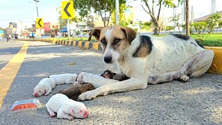 Abandoned mama dog keeps her puppies safe beside a busy road