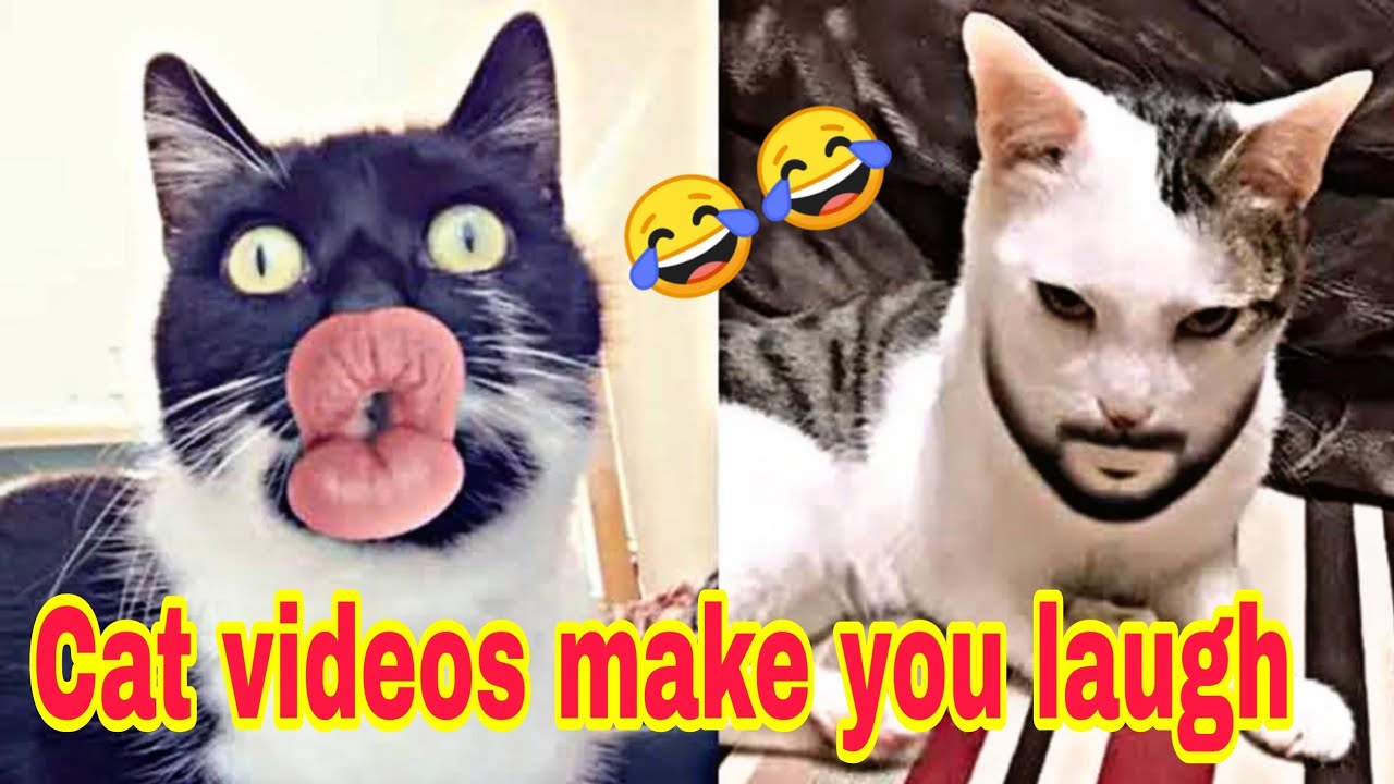 A collection of funny cat videos that make you laugh out loud - YouTube