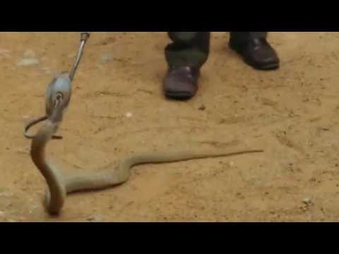 Security vs 5 feet Indian cobra in JNCASR (Research Institute)