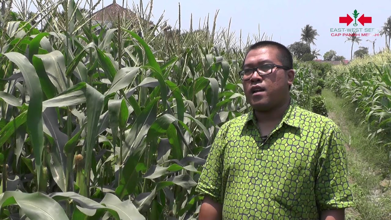 Agro TV-Paramitha F1, Siputih Nan Pulen