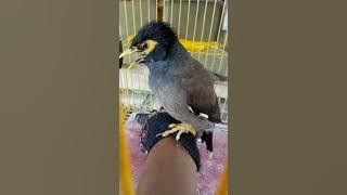 jalak nias tua.. kaki deker.. tawaran satu juta lom di jual..