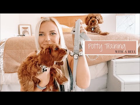 How To Potty Train Your Puppy Using The Bell System | Quick & Easy Potty Training