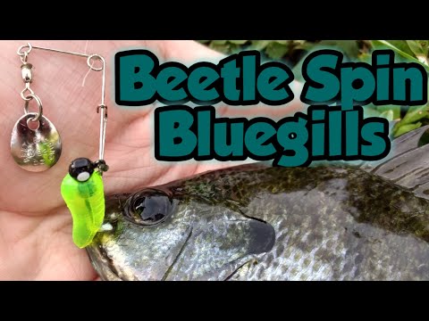 The Beetle Spin is Back! 