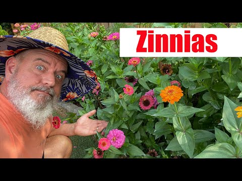 Video: Artan Zinnia