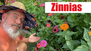 Growing Zinnias and Care of Zinnia Plants