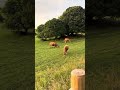 Vacas y garza