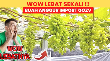 MANTAP !! BUAH ANGGUR GOZV BERBUAH LEBAT