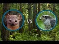 Marten vs goshawk