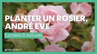 André Eve, planter et entretenir un rosier (5/5) - Truffaut
