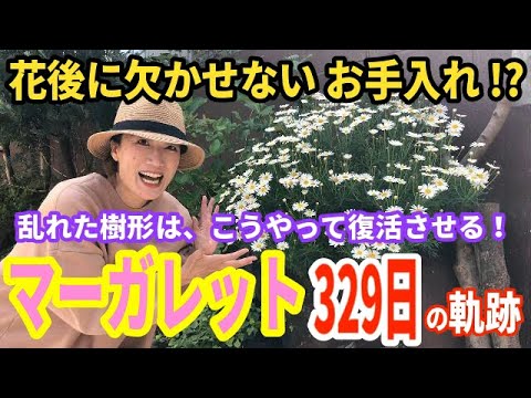 マーガレット お花が終わったら行う重要作業 剪定から満開までの約1年の成長記録 剪定後の花シーズンが見違えました ガーデニング Youtube