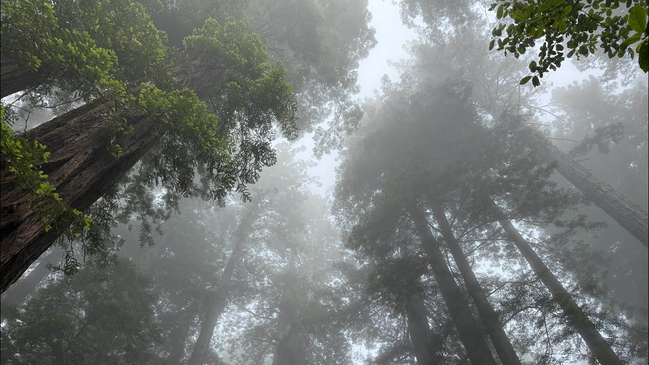 Величественные секвойи и скалистое побережье округа Гумбольдт, Калифорния. Эпизод 105.