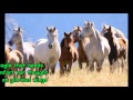 Eagles and Horses (John Denver) Lyrics