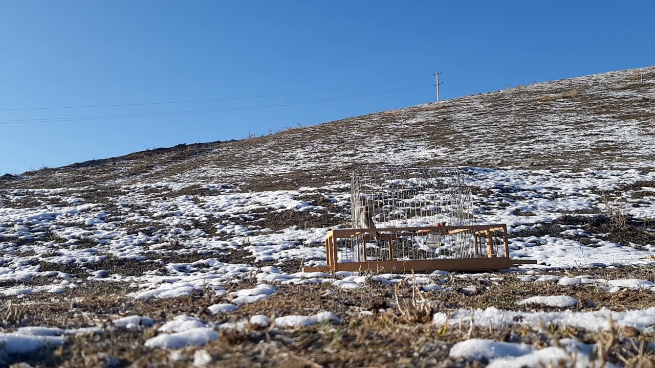 щегол уч коргон