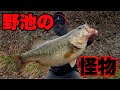 【大事件】野池でロクマルが連発…？これは夢ですか?
