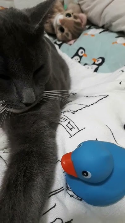котики в школе день Святого Валентина🐱 - YouTube