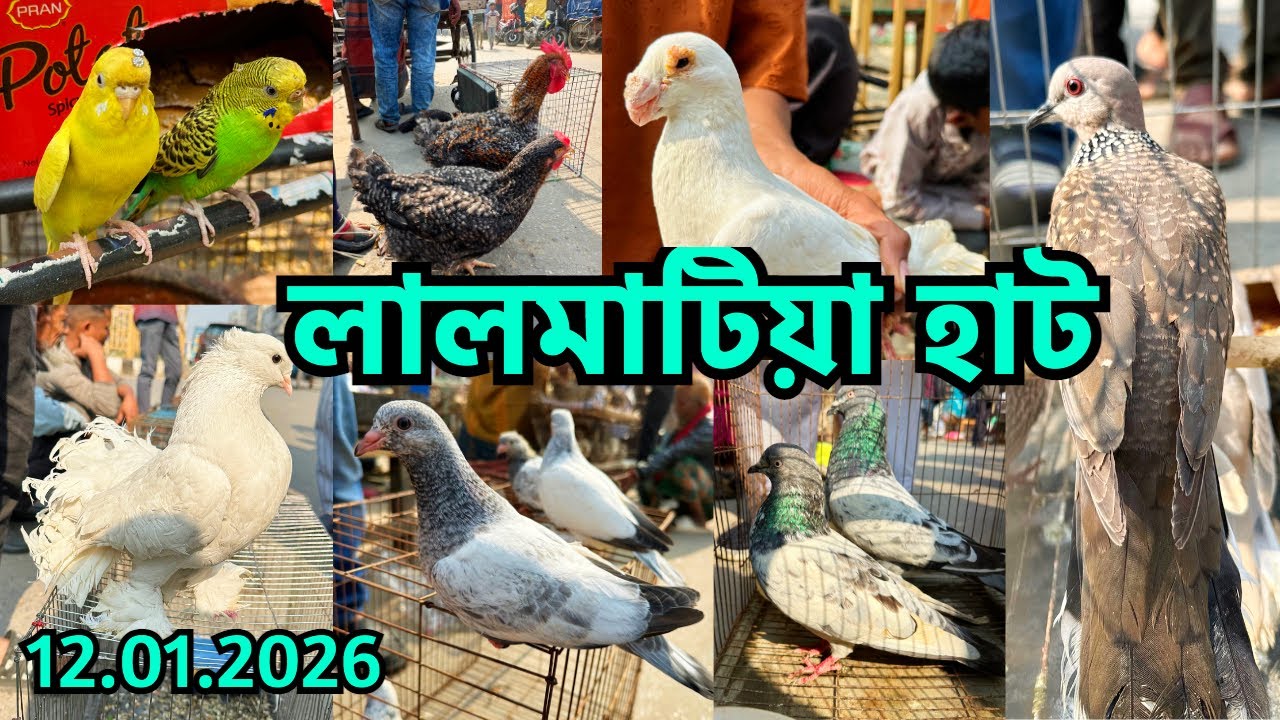 টেম ককাটেল মাএ ৫০০ টাকা | পাখি কম কবুতর বেশি | লালমাটিয়া হাট | Monday | Lalmatia Pet Market 
