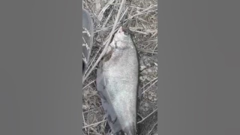 Câu cá rô đồng. Dính cá thác lác bự bằng dép số 39,Kênh cầu Kháng Chiến. #fishing