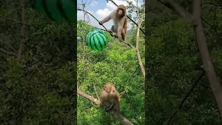 Curiosity Level Monkey Fell For The Balloon Trap