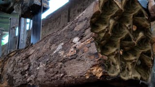 Unexpected discovery in the log wood! A pile of animals nesting inside the hole screenshot 1