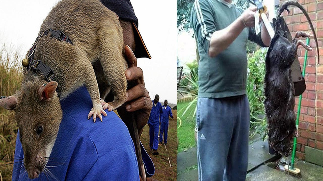 8 Roedores Más Grandes E Impresionantes Del Mundo