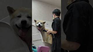 Akitainu on hair procedures #akita #dog #akitainu