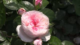 Чайно-гибридные розы самые стойкие и самые лучшие! Питомник роз Полины Козловой rozarium.biz