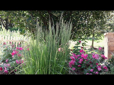 Video: ¿Qué es Overdam Feather Reed Grass? - Cultivo de plantas Overdam de Feather Reed Grass