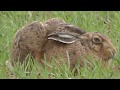 Brown Hare,   Lepus europaeus