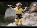 Disciplined and Trained Monkeys | Funny Monkeys | Funny Compilations