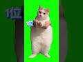 個人的に好きな猫ミームランキング#猫ミーム #ランキング